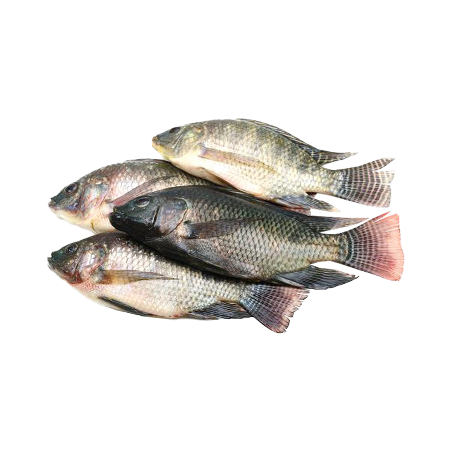 Fresh Thilapia Fish Egypt