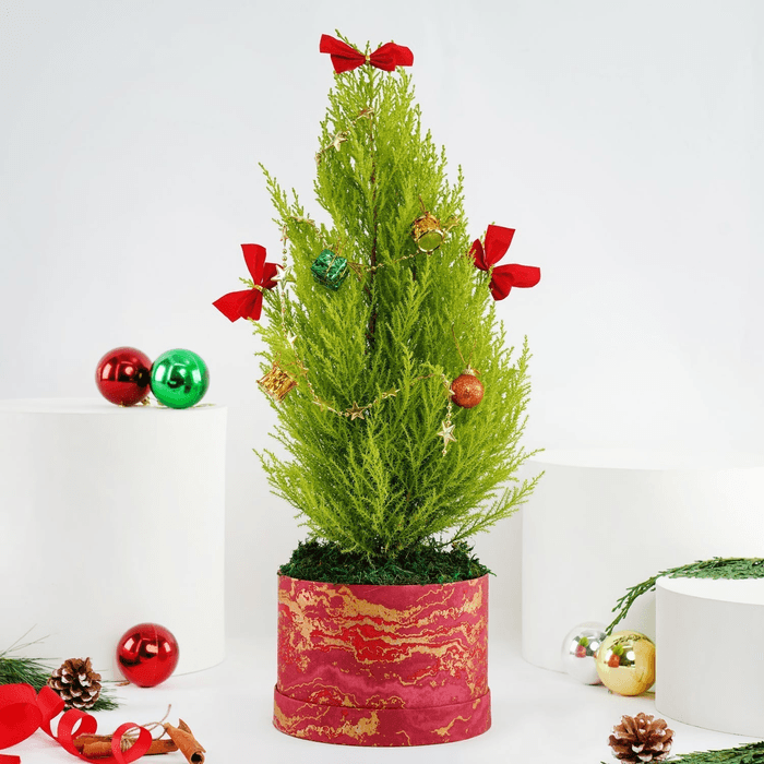 Decorated Festival Cupressus Plant