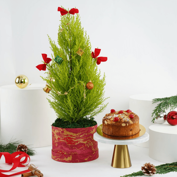 Decorated Festival Cupressus Plant With Cake