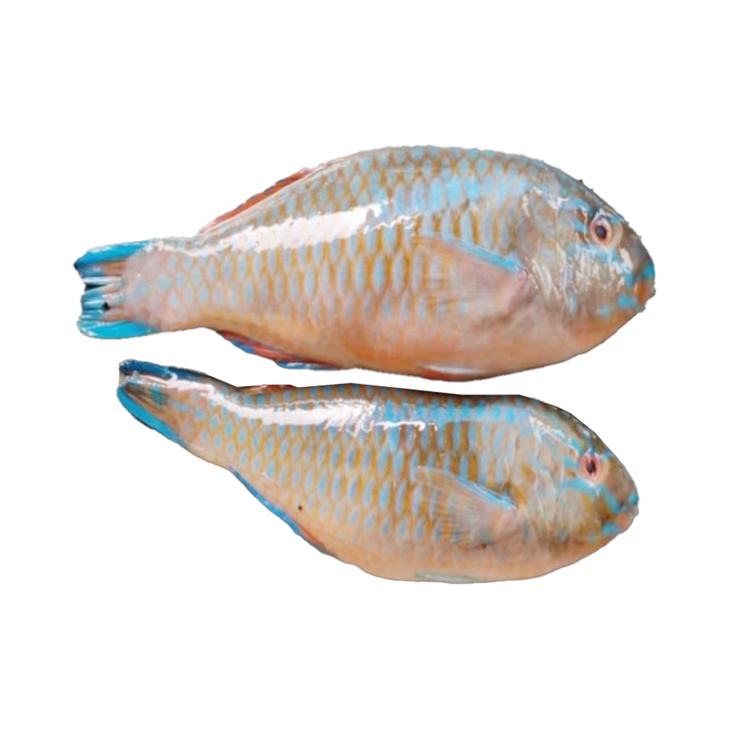 Fresh Parrot Fish Doha