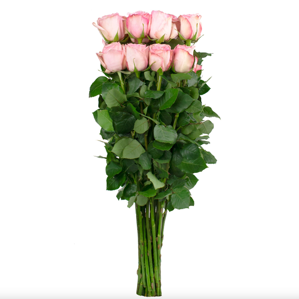 A set of pink roses, 25 pieces