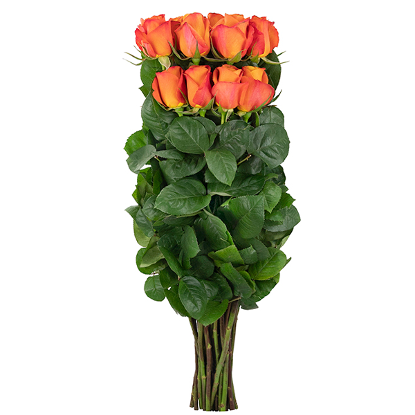 Orange rose set 25 roses