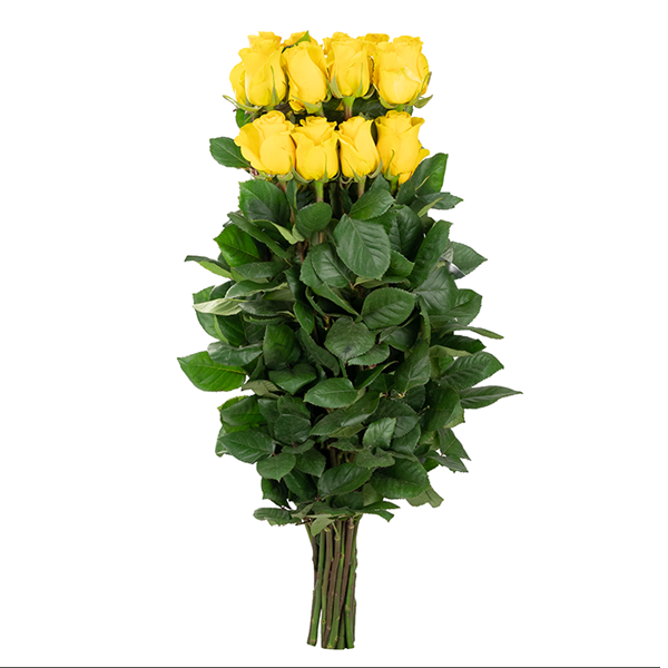 Yellow roses set, 25 roses