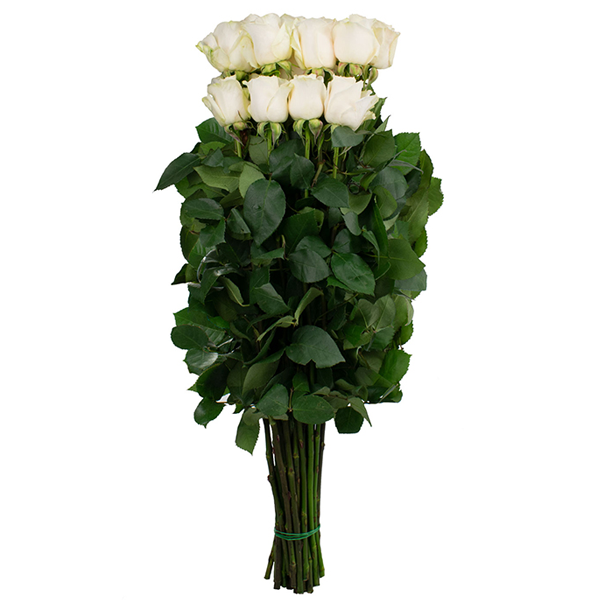 A bunch of white roses, 25 roses