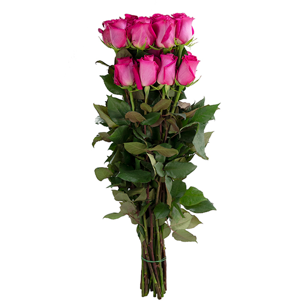 Fuschia roses set, 25 roses