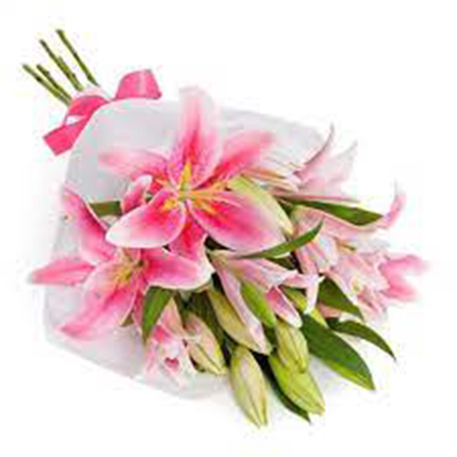 10 Pink Lilies