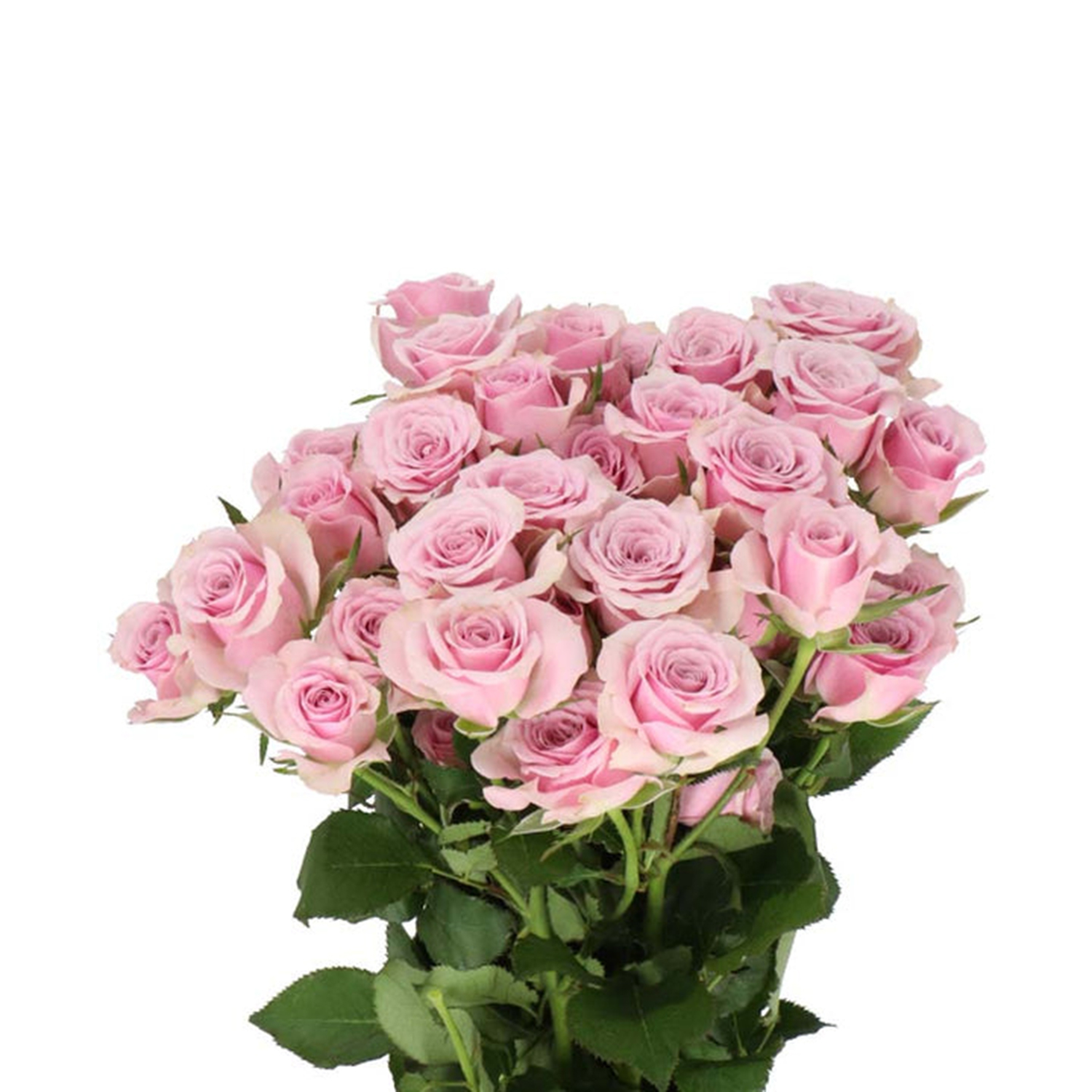 10 Pink Baby Roses