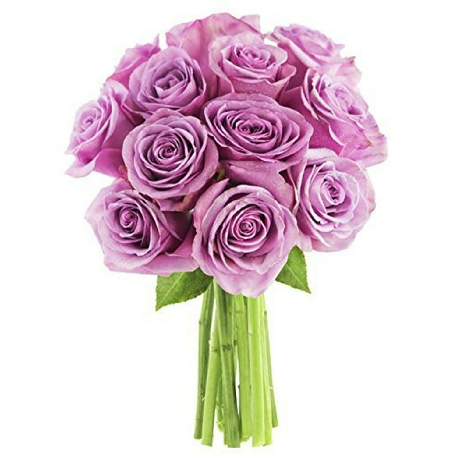 10 Purple Roses