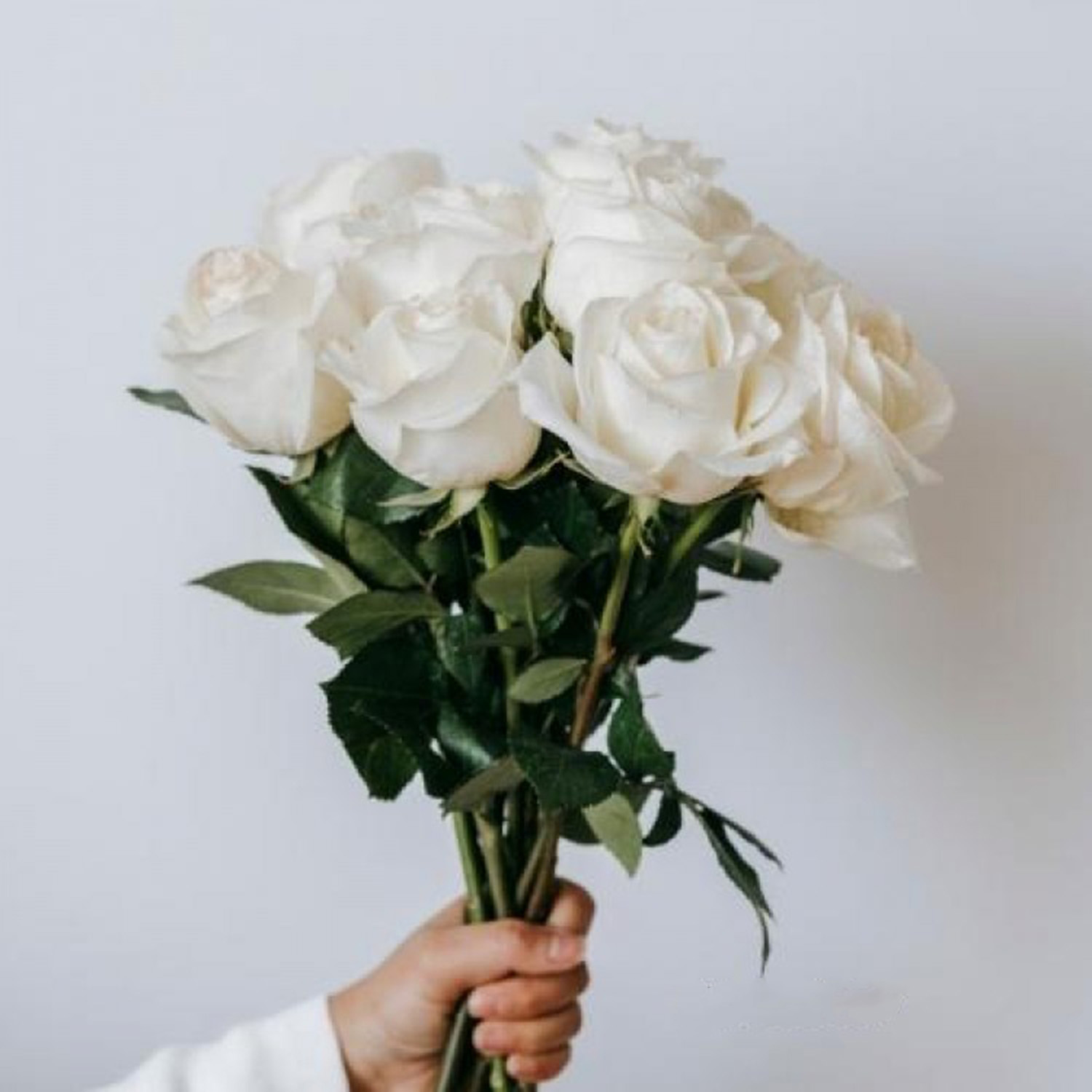 10 White Roses