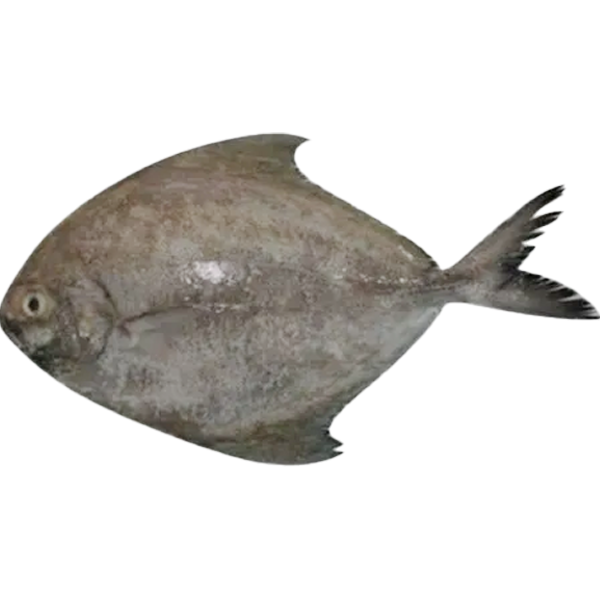 Fresh Black Pomfret Uae