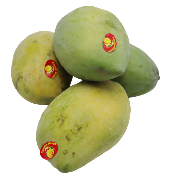 Mango zibdia Egypt