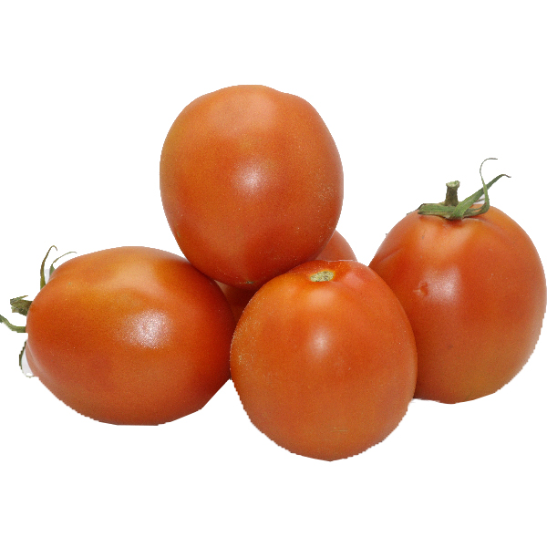 Tomato silky Egypt