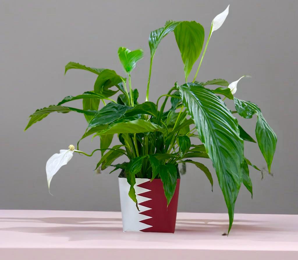 White Peace lily In Vase