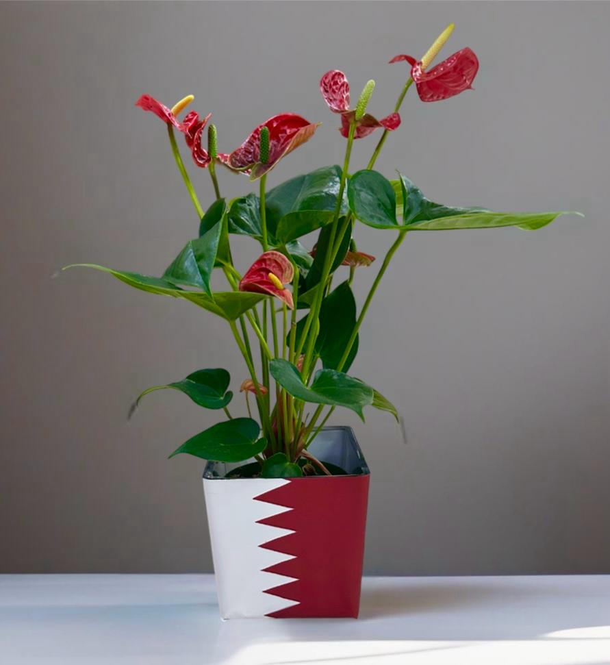 Red Anthurium In Vase